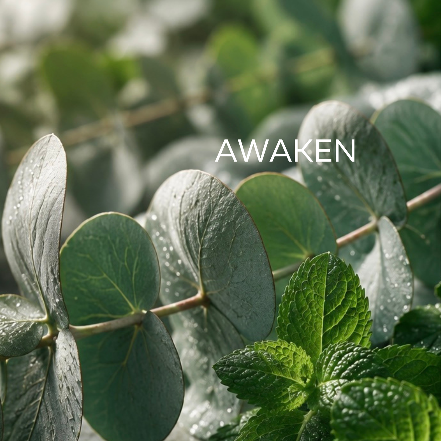 Awaken Wellbeing Pure Essential Oil Blend 10ml