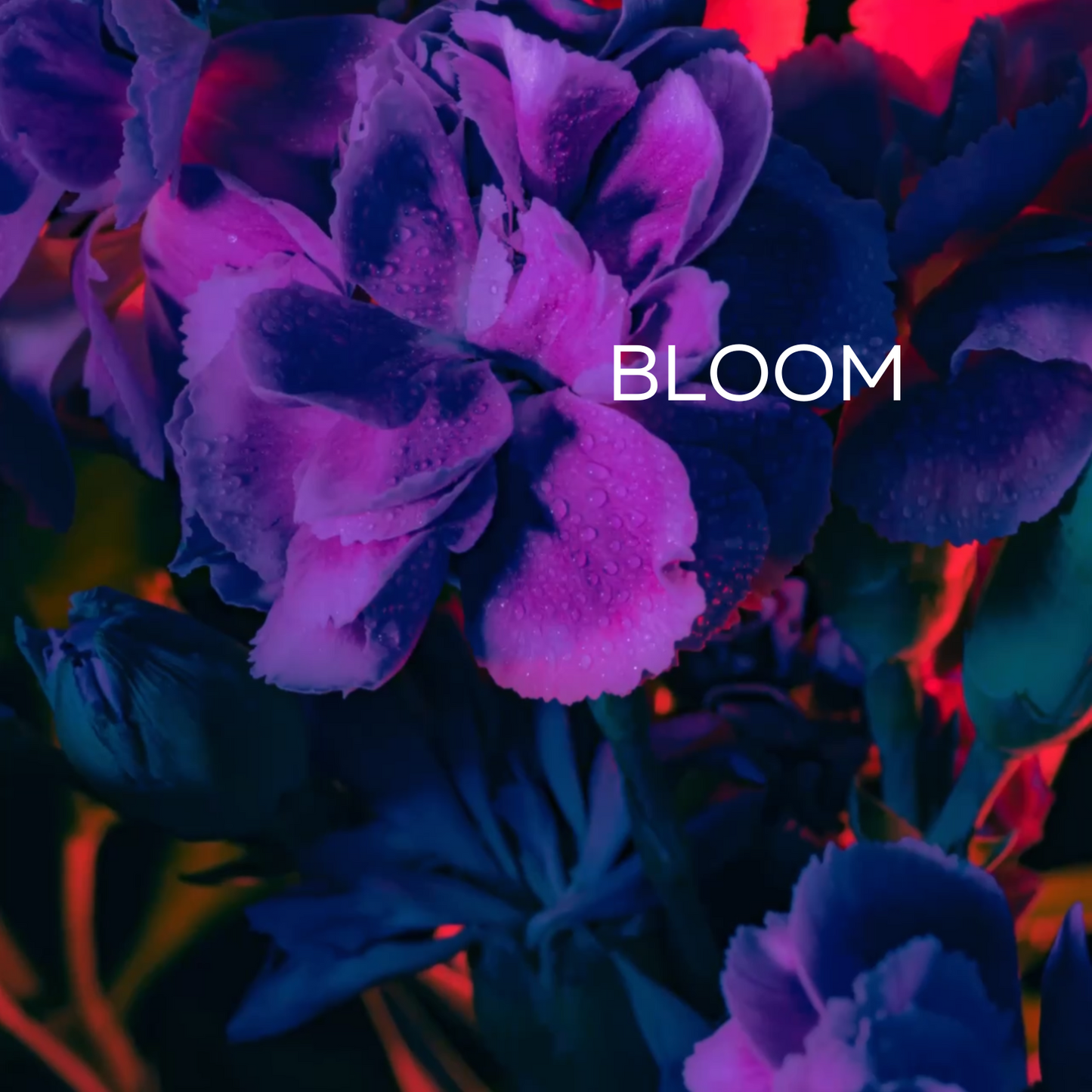Bloom Wax Melts 240g